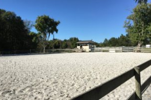 Horse ring with white sand and trees