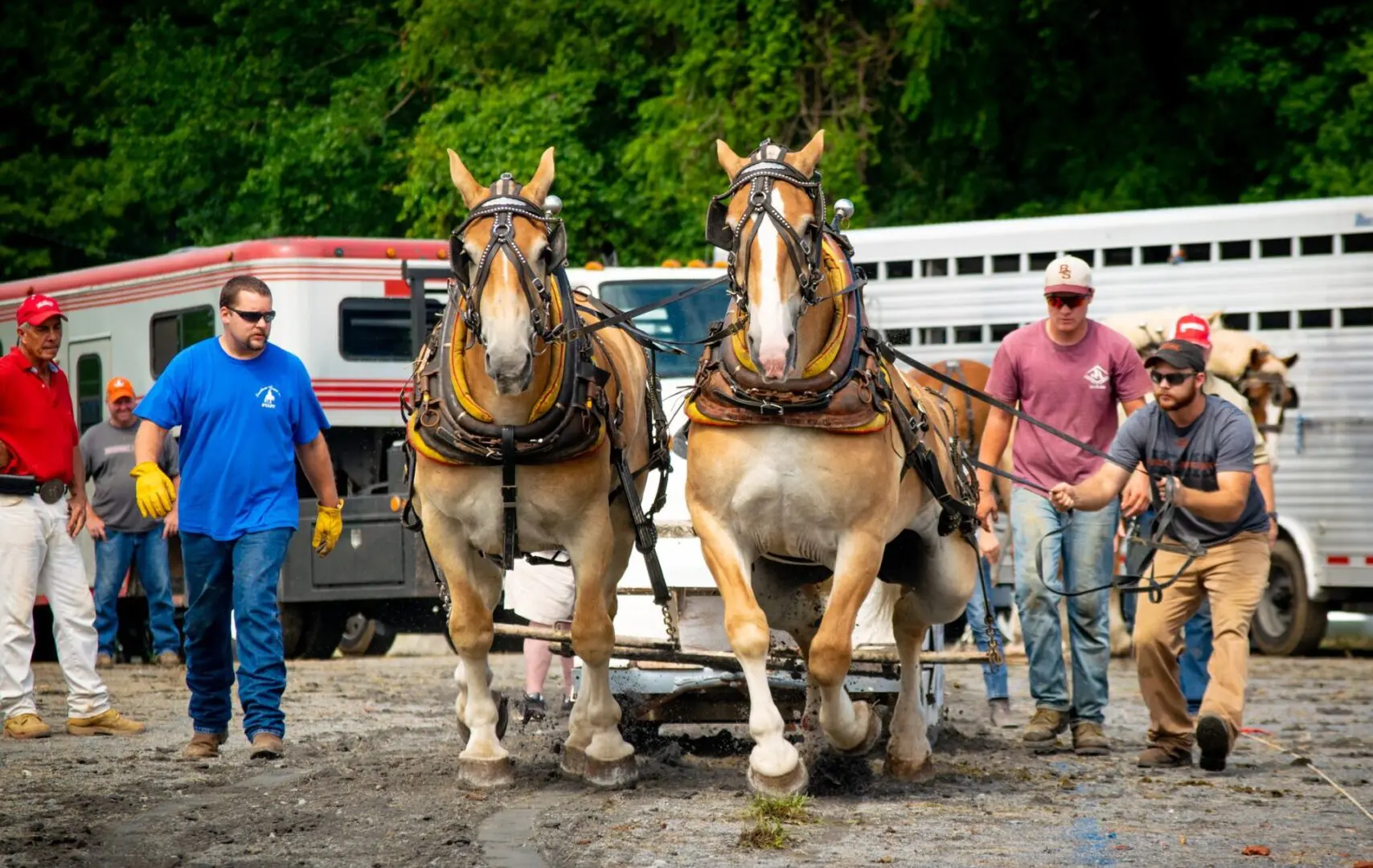 Two horses tied to a cart in front of trailer